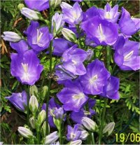 Campanula percifolia alba - Campanule