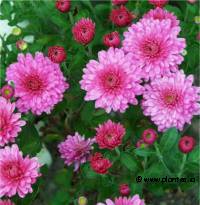 Chrysanthemum morifolium - Photo de chrysanth�me d'automne
