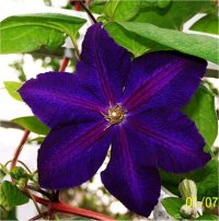 Clematis Blue Navy - Cl�matite Blue Navy