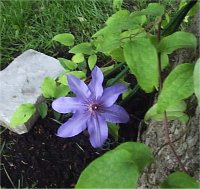 Clematis blue ravine - Cl�matite