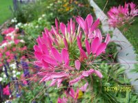 Cleome spinosa - Photo de cl�ome