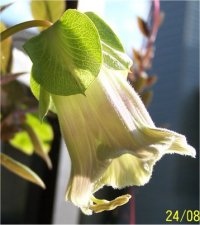 Cobaea scandens - Cob�e grimpante (jeune fleur)