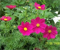 Cosmos sonata - Image d'une fleur de cosmos