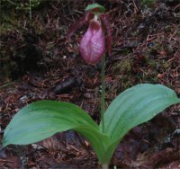 Photo de fleur de Sabot de la vierge - Cypripedium acaule