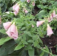 Digitalis Purpurea - Photo d'une Digitale pourpre