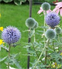 Echinops bannaticus - Photo de chardon bleu
