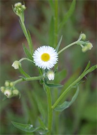 Photo de vergerette annuelle - Erigeron annuus