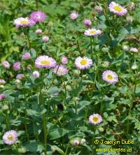 Vergerette des jardins - Erigeron x hybridus