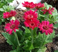 Photo de gerbera - Gerbera jamesonii