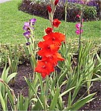Gladiolus hybridus - Photo de gla�eul hybride