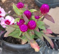 Photo d'amaranto�de - Gonphrena globosa