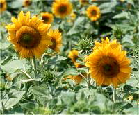 Helianthus annuus - Photo de tournesol