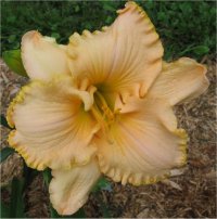 Hemerocallis Something wonderful - Image d'une fleur d'h�m�rocalle