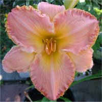 Hemerocallis Southern Coral - Image d'h�m�rocalle en fleur