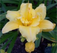 Hemerocallis Stacicox - H�m�rocalle