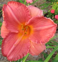Hemerocallis Strawberry rose - Image de fleur d'h�m�rocalle