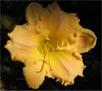 Hemerocallis Summa Cum Laude - H�m�rocalle en fleur