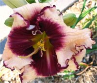 Hemerocallis Sabine Bauer - Photo de fleur d'H�m�rocalle