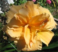 Hemerocallis Savannah debutante - Image d'h�m�rocalle