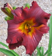 Hemerocallis Seminole blood - Image d'une fleur d'h�m�rocalle