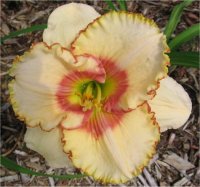 Hemerocallis Sixth Sense - Image d'h�m�rocalle