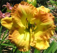 Hemerocallis Smuggler's gold - Photo d'une plante h�m�rocalle en fleur