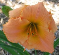 Hemerocallis Spanish glow - H�m�rocalle