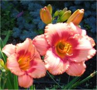 Hemerocallis Strawberry candy - H�m�rocalle