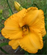 Hemerocallis Sunshine melody - H�m�rocalle