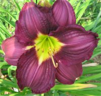 Hemerocallis Super purple - Photo de fleur d'h�m�rocalle