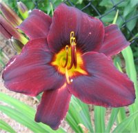 Hemerocallis Sweet hot chocolate - Image d'h�m�rocalle en fleur