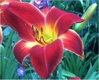 Hemerocallis Swirling water - H�m�rocalle