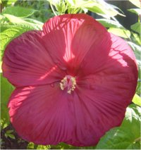 Hibiscus Luna Red - Photo d'hibiscus
