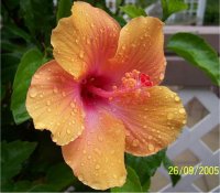 Photo de la fleur d'un hibiscus