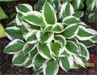 Hosta Patriot - Photo d'une hosta patriot