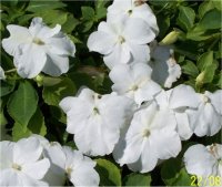 Impatiens walleriana - Impatientes des jardins