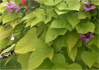 Ipomoea batatas - Image d'une Ipom�e batatas