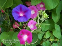 Ipomoea Tricolor - Photo de gloire du matin