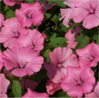 Lavatera Trimestris Silver Cup - Image de Lavat�re