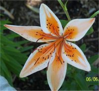 Lilium x hybridum Orange Electric - Lis asiatique