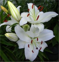 Lilium x hybridum Stargazer blanc - Photo de Lis hybrides