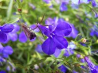 Photo de fleurs de lob�lia - Lobelia erinus