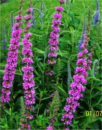 Lythrum salicaria Floralie - Photo de fleur Salicaire