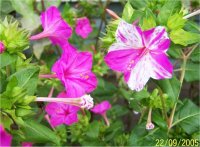 Mirabilis jalapa - Photo de Belle de nuit