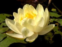 Photo de lotus jaune - Nelumbo lutea