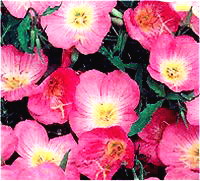 Oenothera speciosa rosea - Photo d'Onagre