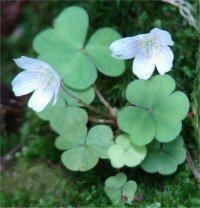 Photo d'oxalis de montagne - Oxalide de montagne