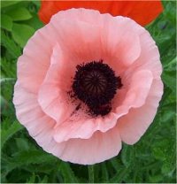 Papaver orientale Coral Reef - Photo de Pavot d'orient