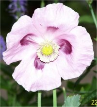 Papaver somniferum Mother of peral - Pavot � opium