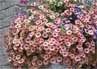 Petunia calibracoa - Image de P�tunia